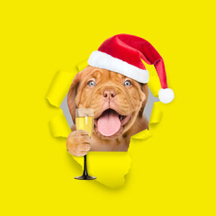 Happy puppy wearing red santa hat holding glass of champagne and looking through a hole in yellow paper