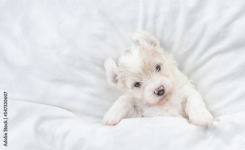 Poster funny tiny bichon frise puppy lying under white blanket on a bed at home. top down view. empty space