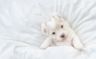 Funny tiny Bichon Frise puppy lying under  white blanket on a bed at home. Top down view. Empty space for text