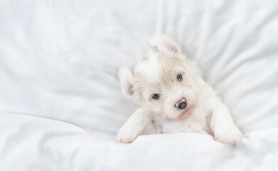 Funny tiny Bichon Frise puppy lying under  white blanket on a bed at home. Top down view. Empty space for text