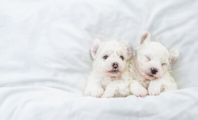 Two tiny Bichon Frise puppy lying under  white blanket on a bed at home. Top down view