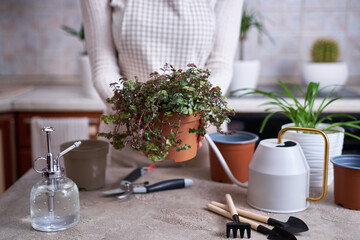 house gardening - Woman taking care of Callisia repens plant in a pot at home