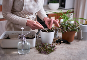 house gardening - Woman planting Callisia repens plant in a pot at home