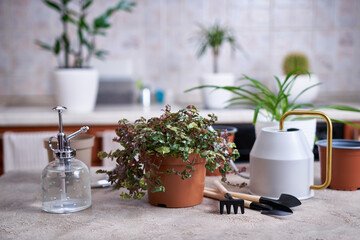 house gardening - Callisia repens in a pot at home