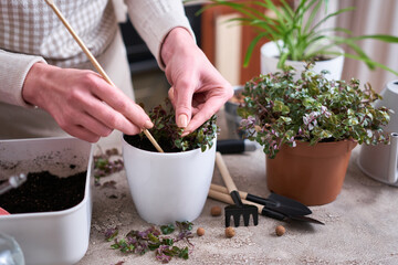 house gardening - Woman planting Callisia repens plant in a pot at home