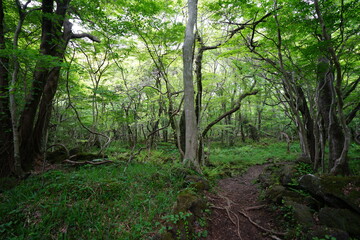 refreshing spring forest with fern and old trees