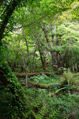 thick wild forest in spring
