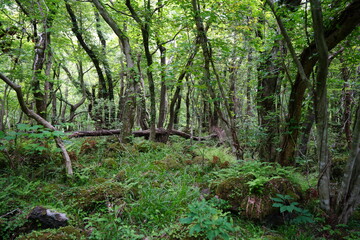 dense wild forest in springtime
