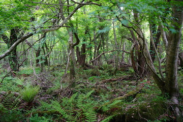 dense wild forest in springtime