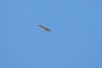Fototapeta na wymiar sparrow hawk in flight