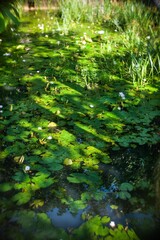 pond in Bintan island,indonesia