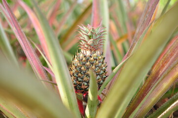 Pineapple orchards are fruited on paper wrapped trees that are grown in Thailand during the summer months