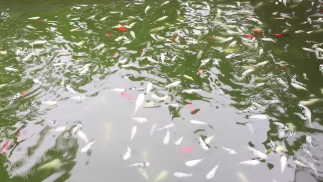 life of ornamental fish in lakes and rivers