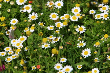 Daisies bloom in a forest glade.