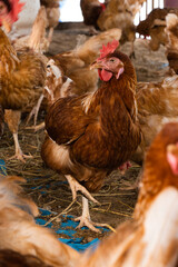 chickens