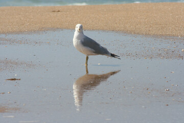 Reflective Seagull
