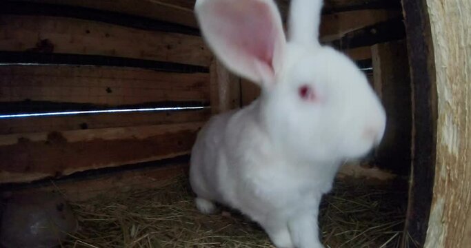 Rabbits in a cage.Domestic rabbits. home farm.