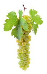 Bunch of grapes isolated