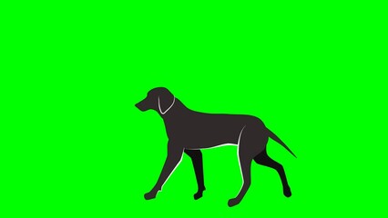 Running walking dog's silhoettes 2d animation on green screen