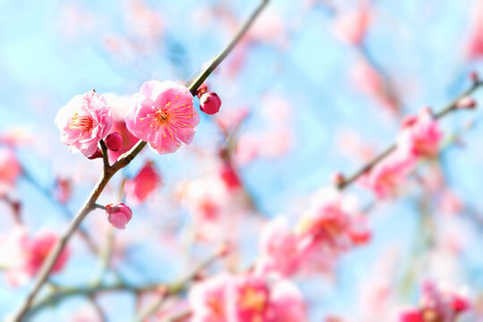 	ピンク色の梅の花のクローズアップ