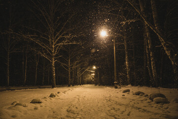 Night winter park in snowfall. Lighting from a lamppost