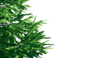 Christmas Tree Branches Isolated on PNGs transparent background	