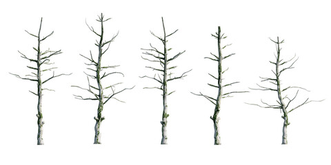 3D Green Dead Trees Isolated on PNGs transparent background , Use for visualization in architectural design or garden decorate	
