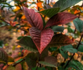 red and yellow leaves in autumn. 