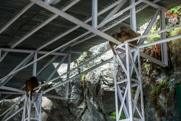 July 5th 2022 Katra, Jammu and Kashmir, India. Rhesus macaque (Macaca mulatta) or an Indian monkey at Shri Mata Vaishno Devi yatra trekking site. Monkey menace at the hindu Pilgrimage.
