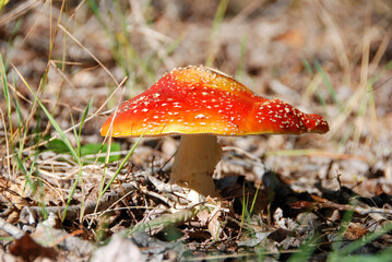 Beautiful fly agaric mushroom on leafy ground in New Zealand