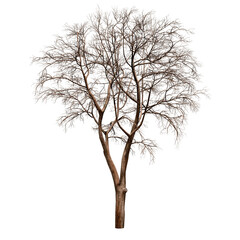 Obraz premium 3D Green Trees no leaf Isolated on PNGs transparent background , Use for visualization in architectural design or garden decorate 
