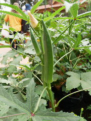 Okra or Okro. Scientific name is Abelmoschus esculentus also known in many English-speaking countries as ladies' fingers or ochro.