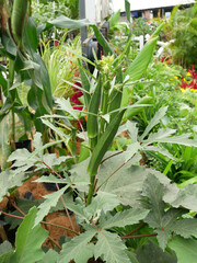 Obraz premium Okra or Okro. Scientific name is Abelmoschus esculentus also known in many English-speaking countries as ladies' fingers or ochro.