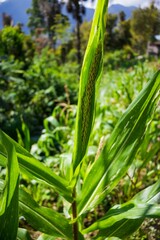 Vertical shot of green corn plant leaves in a plantation in sunny weather