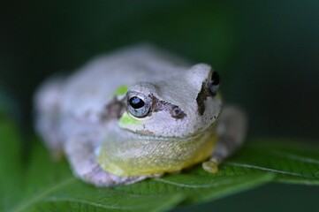 ニホンアマガエル