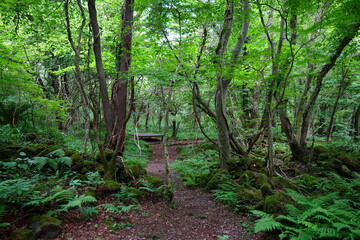 Obraz premium bench in deep forest 