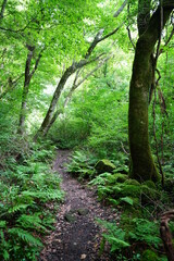 Fototapeta na wymiar summer path through mossy trees and rocks