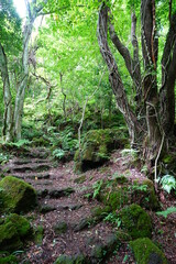 vines and old trees in wild forest