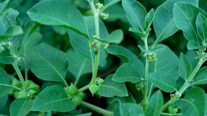 Withania somnifera plant known as Ashwagandha. Indian ginseng herbs, poison gooseberry