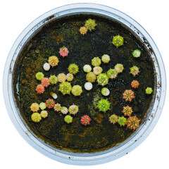 Cactus sprout growing from seeding 6 months on planting material, peach moss in plastic pots on white background. Gymnocalycium Cristata, With clipping path.