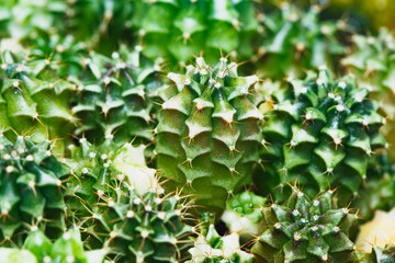 View cactus seed germination from seed growing out from soil, Gymnocalycium Cristata, cactus seeding, Selective focus image.