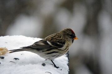 A portrait of a female common redpoll with a bright red patch on its forehead standing in snow, blurred background