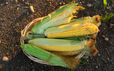 Ripe corn cobs in basket standing on the ground in green cornfield on a sunset close up with...