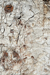 texture of the bark of a tree. background for rustic events