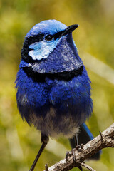 Splendid Fairywren in Western Australia