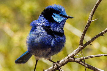 Splendid Fairywren in Western Australia