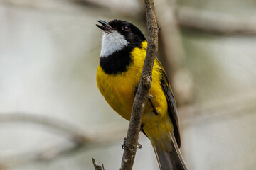 Western Whistler in Western Australia