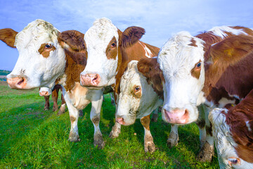 cattle of young cows