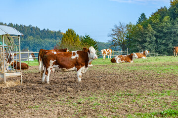 free range cows grazing at the meadow