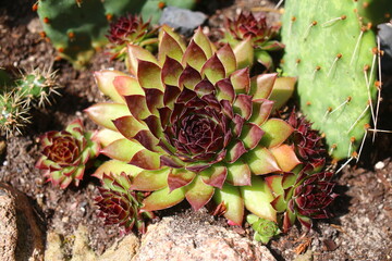 rojnik Bitter Chocolate sempervivum